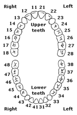 Dental Diagram