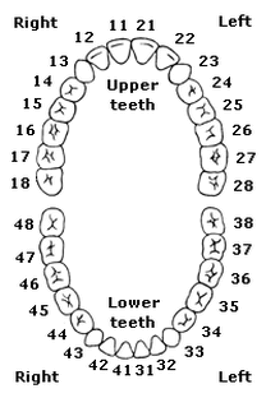 Dental diagram